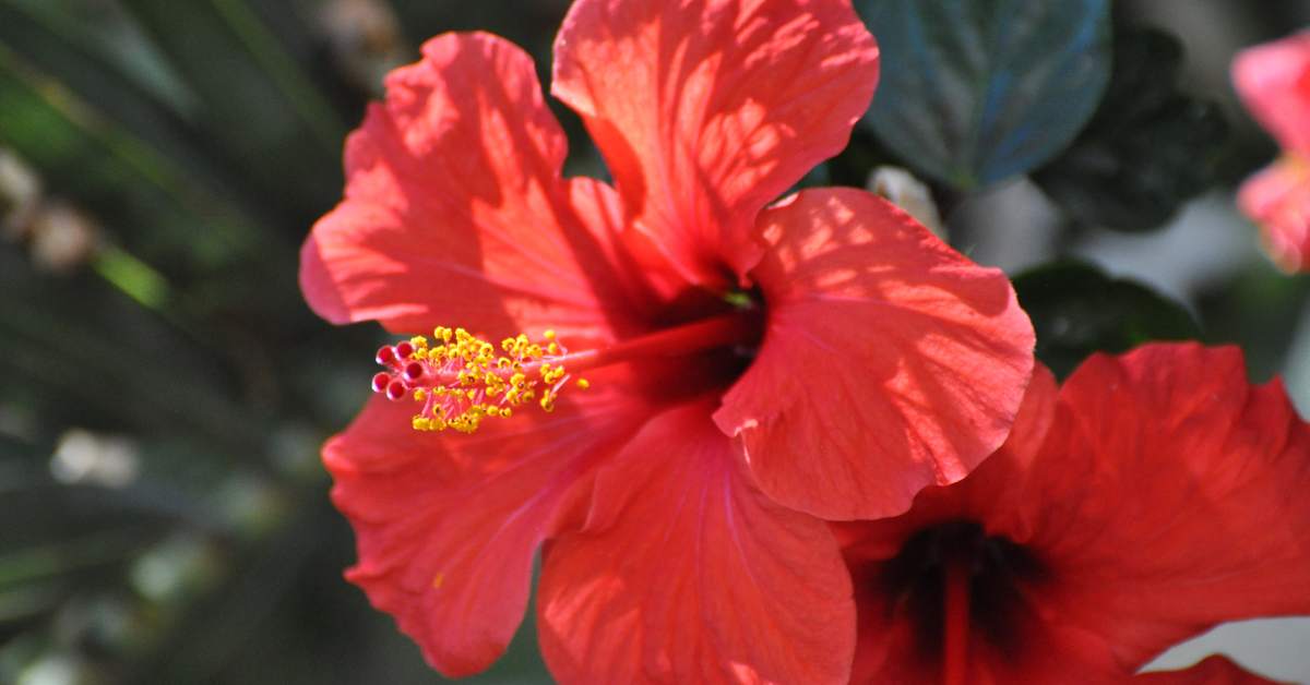 Explore Red Flower Symbolism & Meaning with Lily's Florist